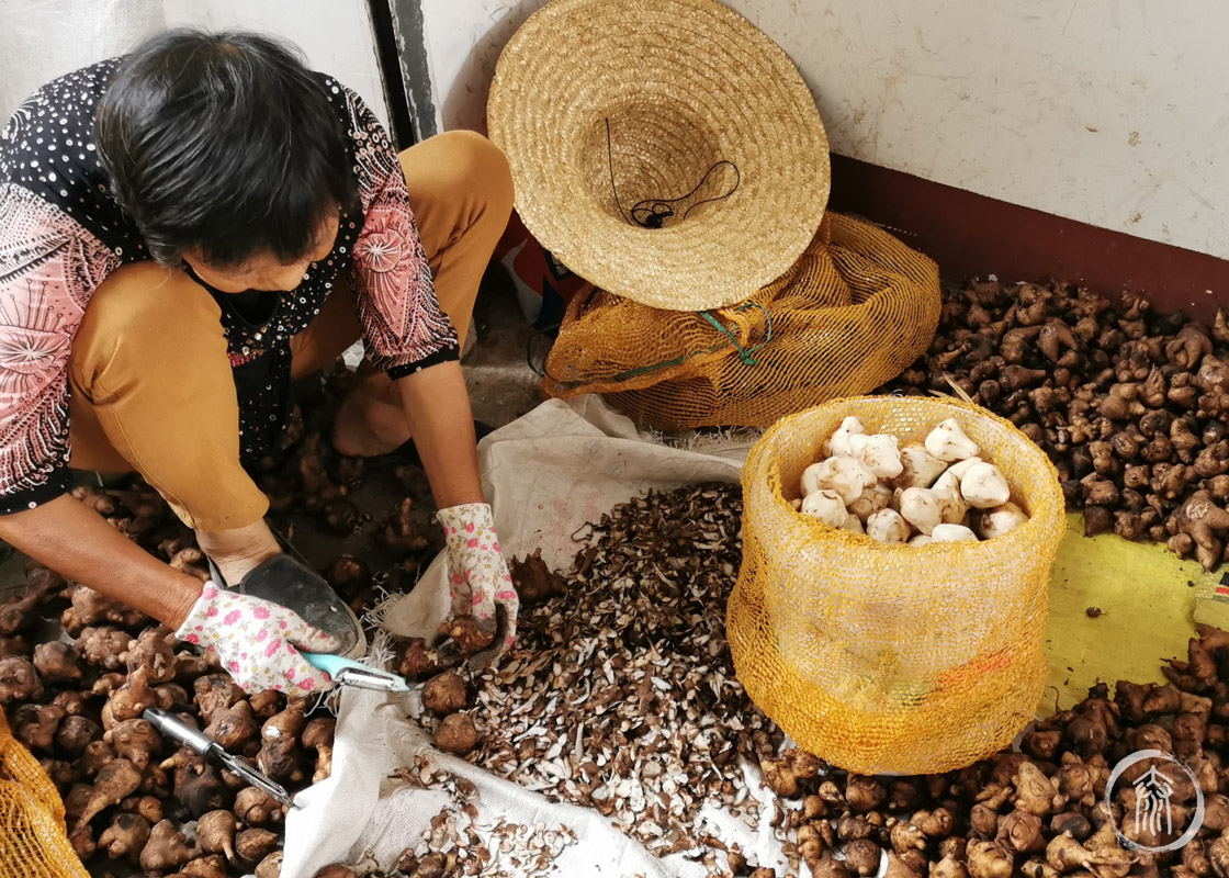 workers sort through the aconite crop for purposes of quality