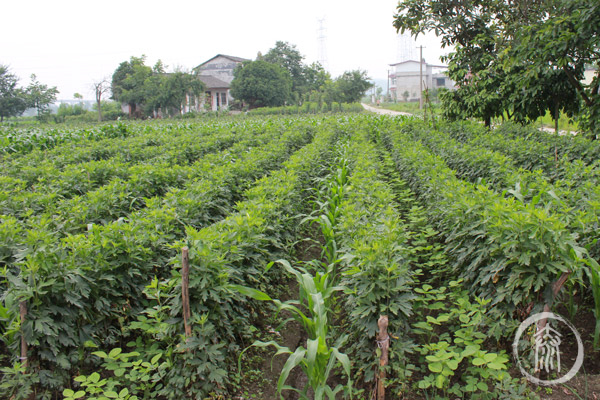 fuzi fields, Jiangyou, China